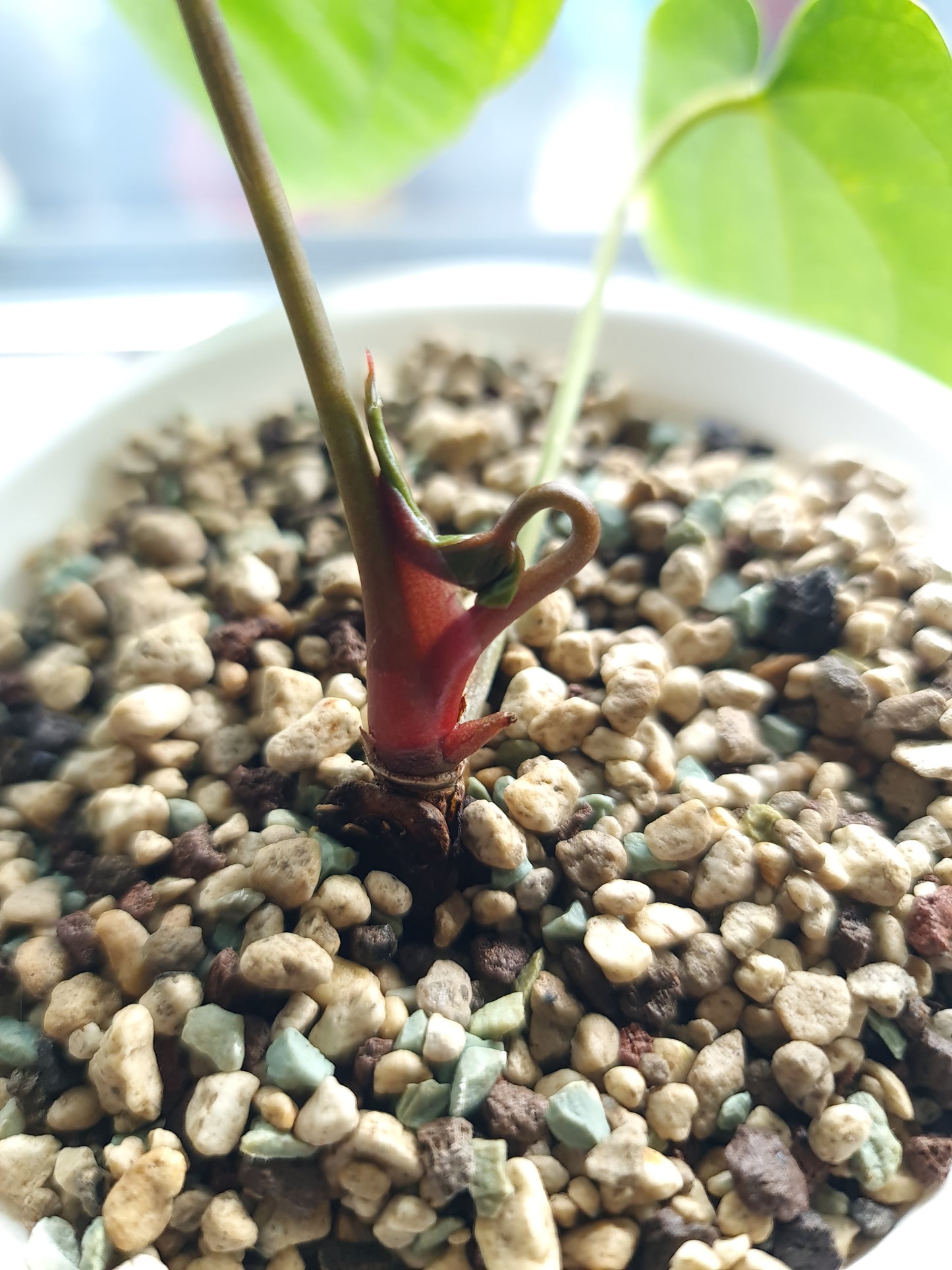 Anthurium Ace of Spades
