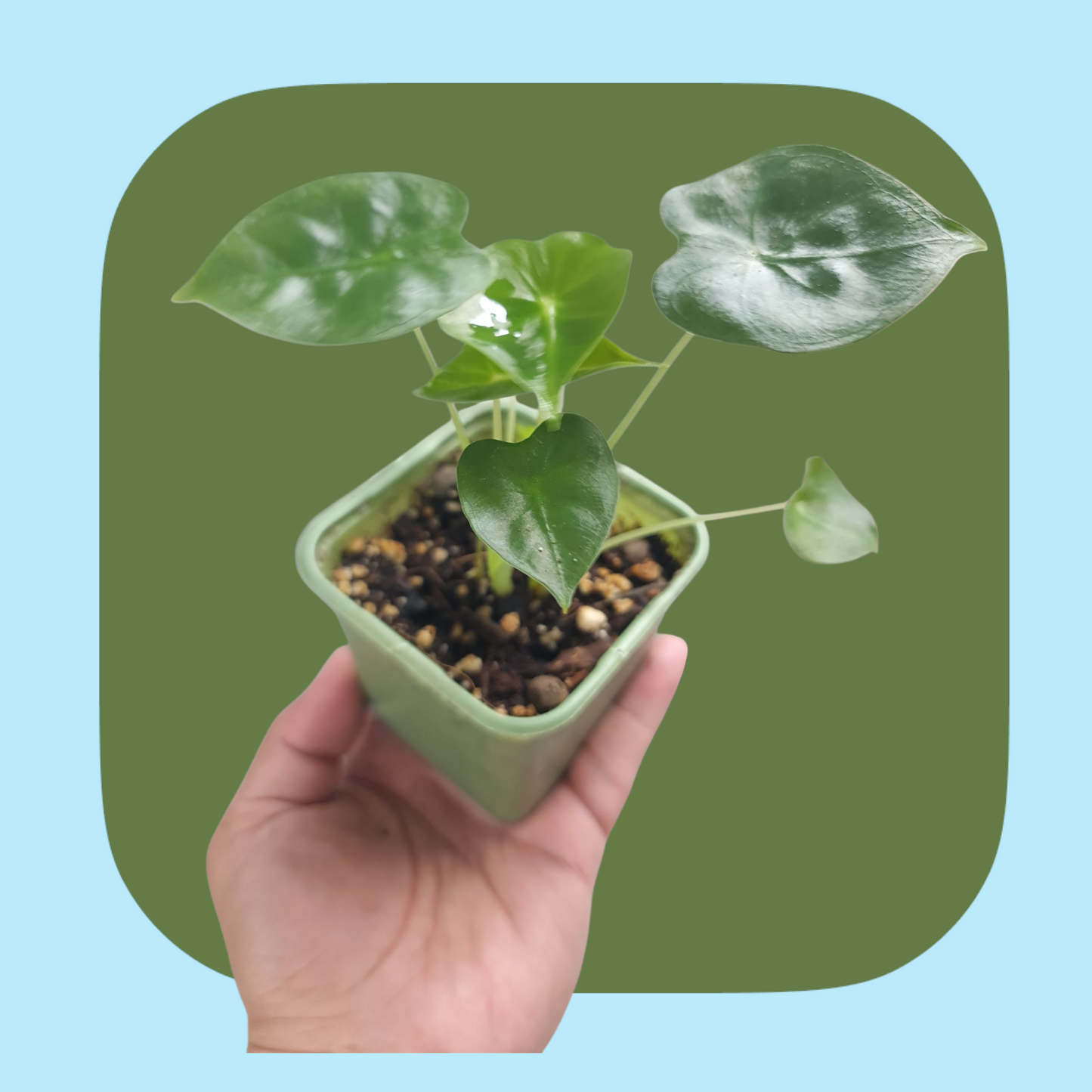 Alocasia Frydek (tissue cultured) i vas