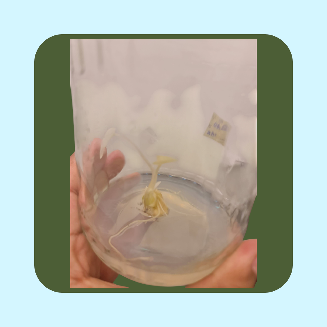 Alocasia micholitziana Variegata (tissue cultured) i vas