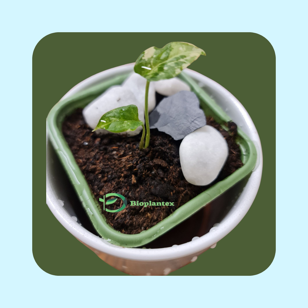 Syngonium Podophyllum Albo i vas