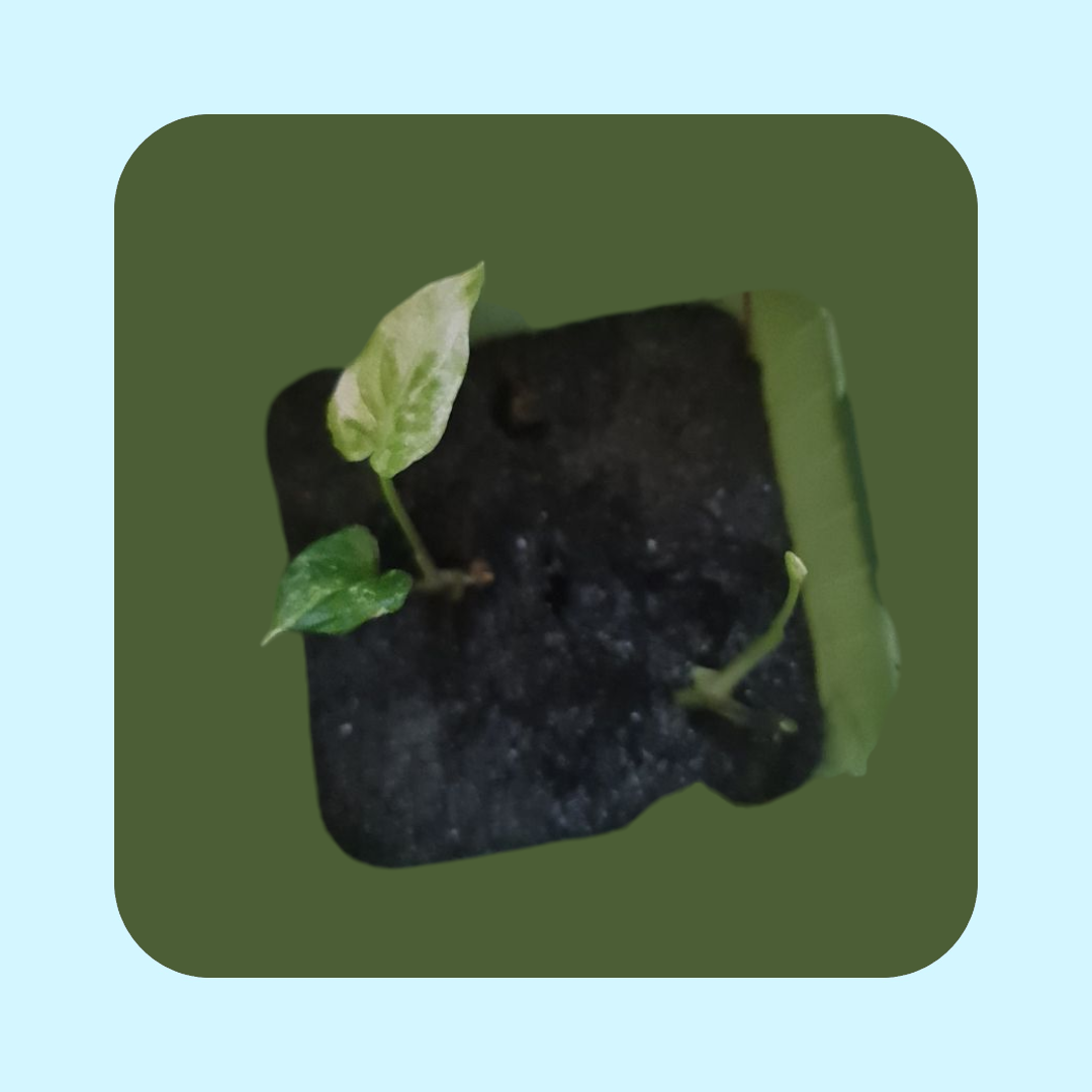 Syngonium Podophyllum Albo i vas