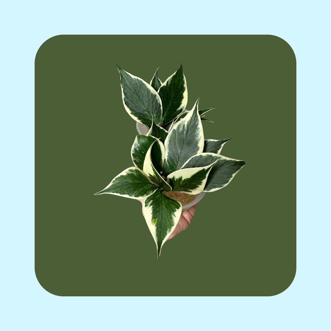 Hoya Polyneura Albomarginata (Tissue cultured) i vas