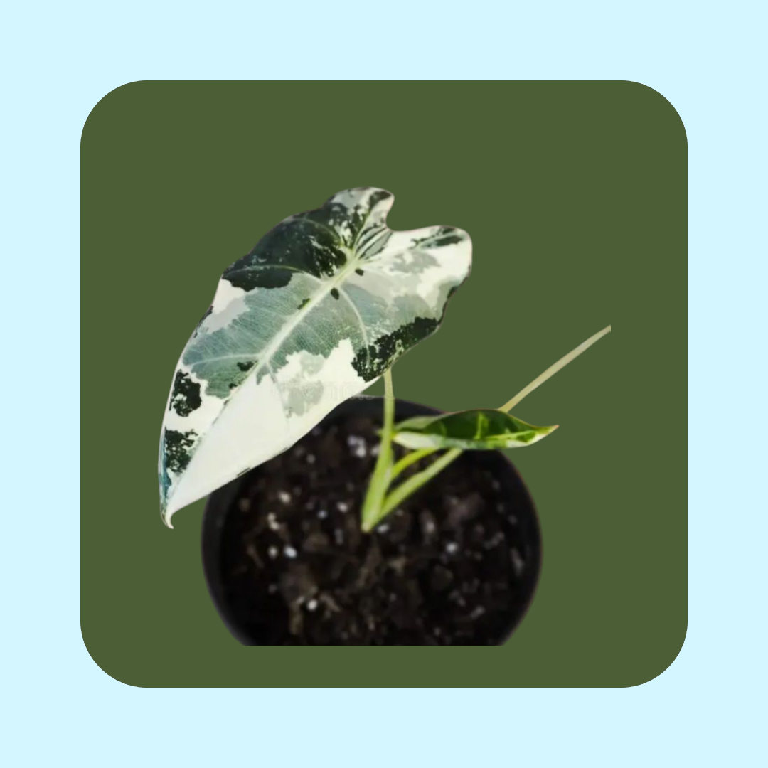 Alocasia micholitziana Variegata (tissue cultured) i vas