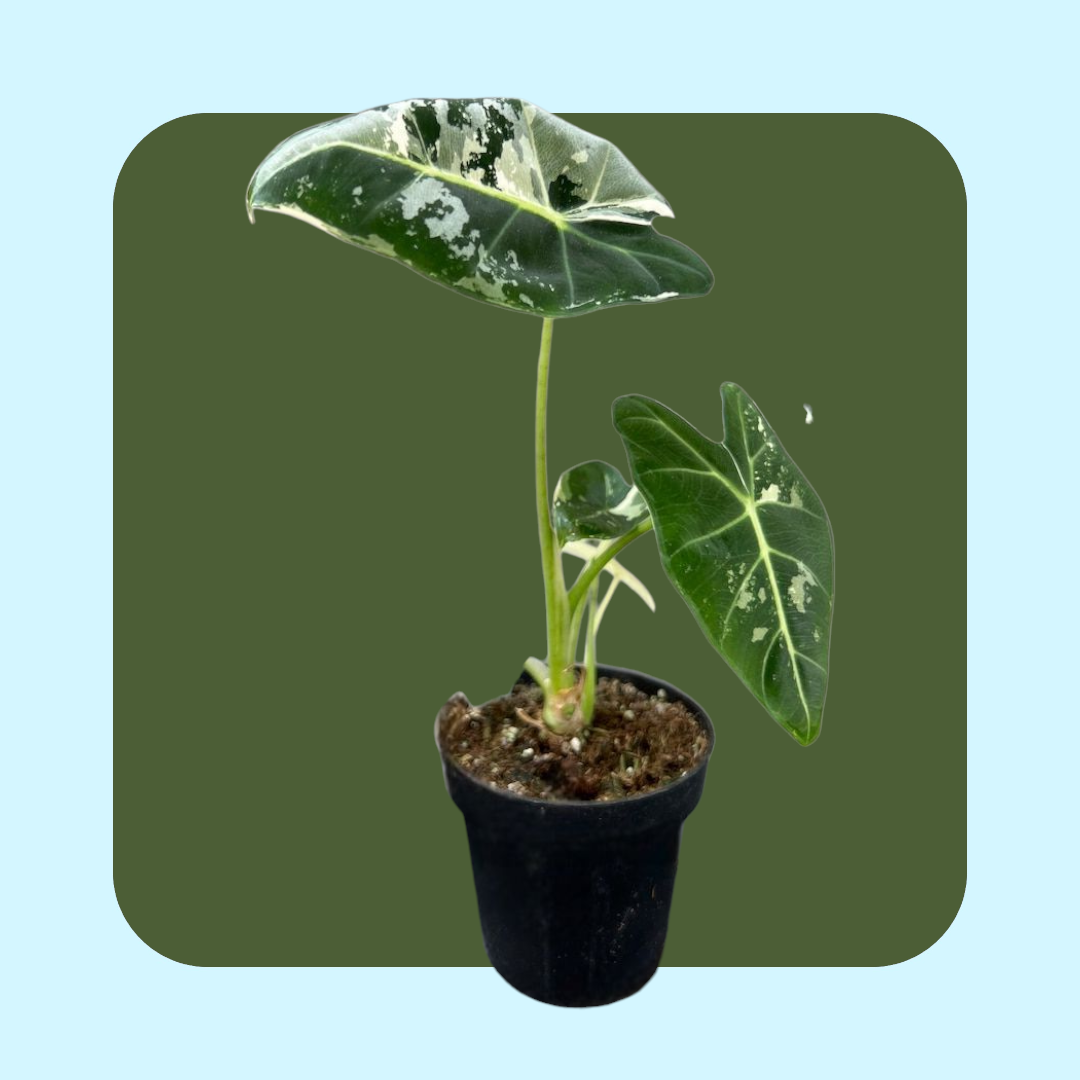 Alocasia Frydek Variegata (tissue cultured) i vas