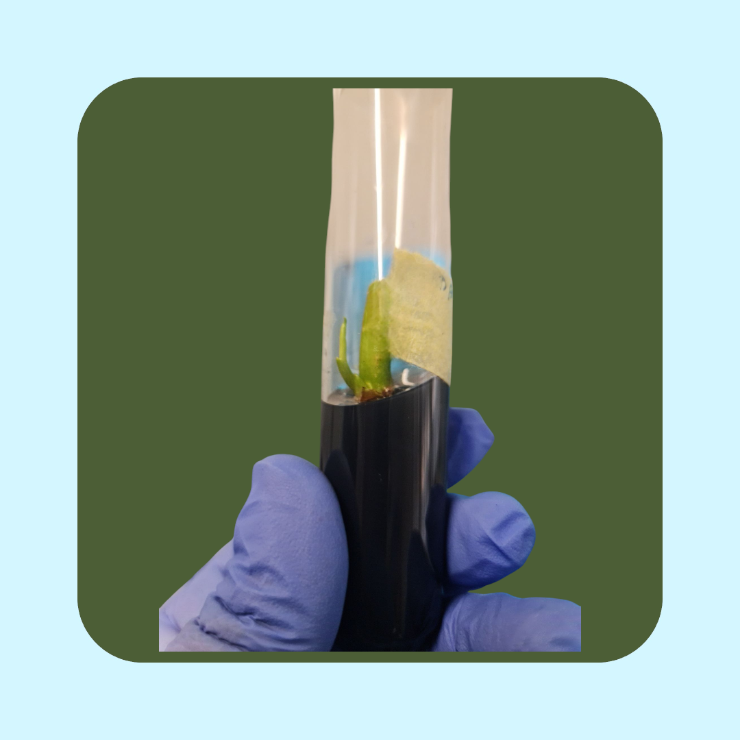 Syngonium Podophyllum Albo (Tissue cultured) i glas