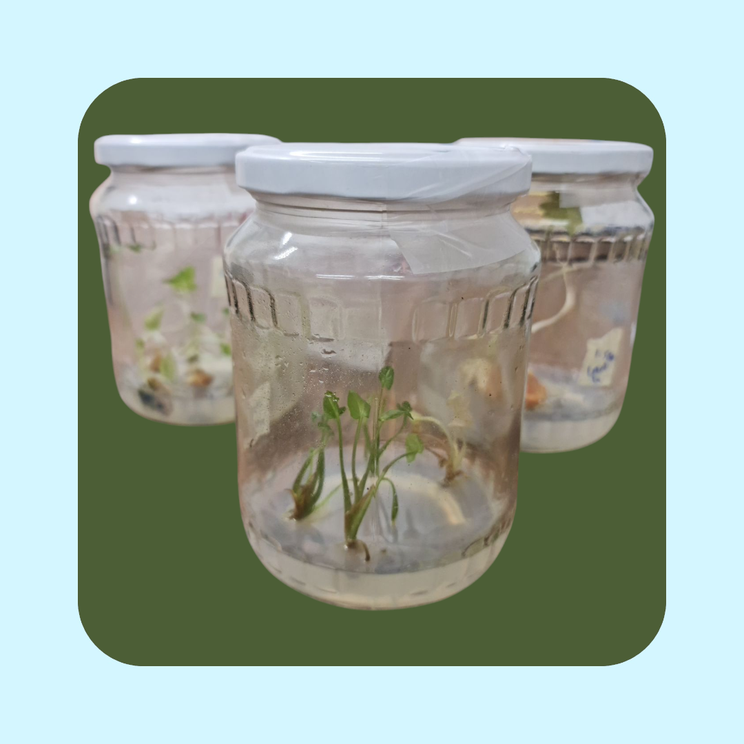 Syngonium Podophyllum Albo (Tissue cultured) i glas