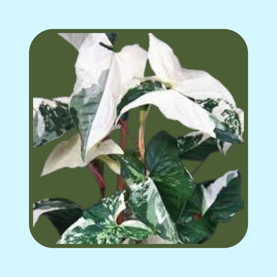 Syngonium Podophyllum Albo i vas