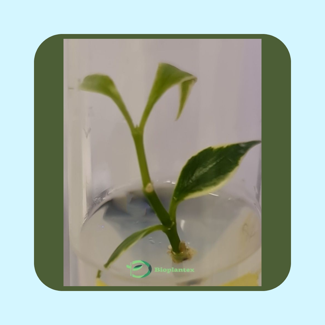 Hoya Polyneura Albomarginata (Tissue cultured)i glas