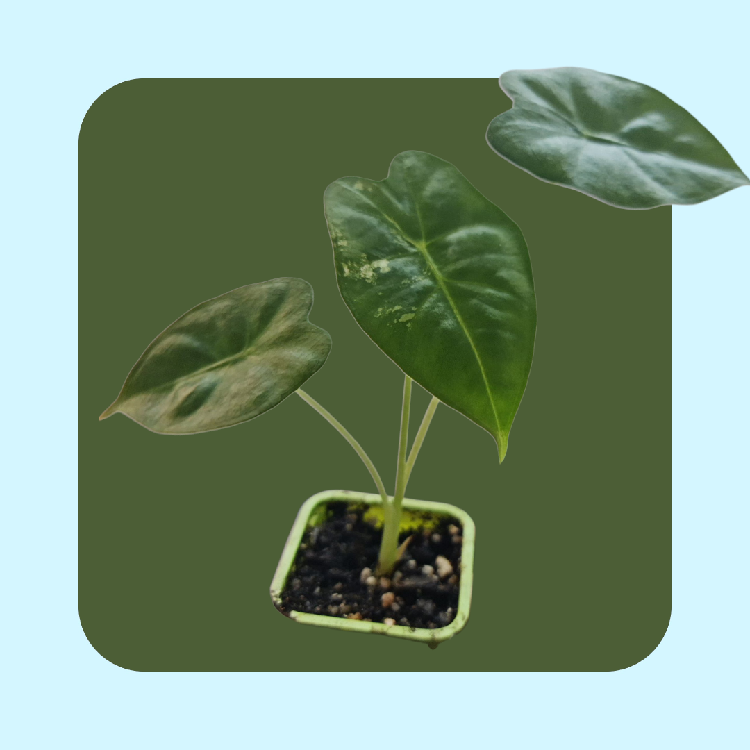 Alocasia Frydek Variegata (tissue cultured) i vas