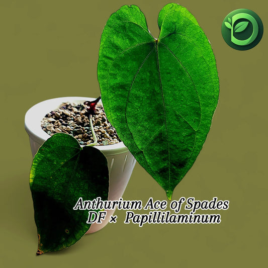 Anthurium Ace of Spades