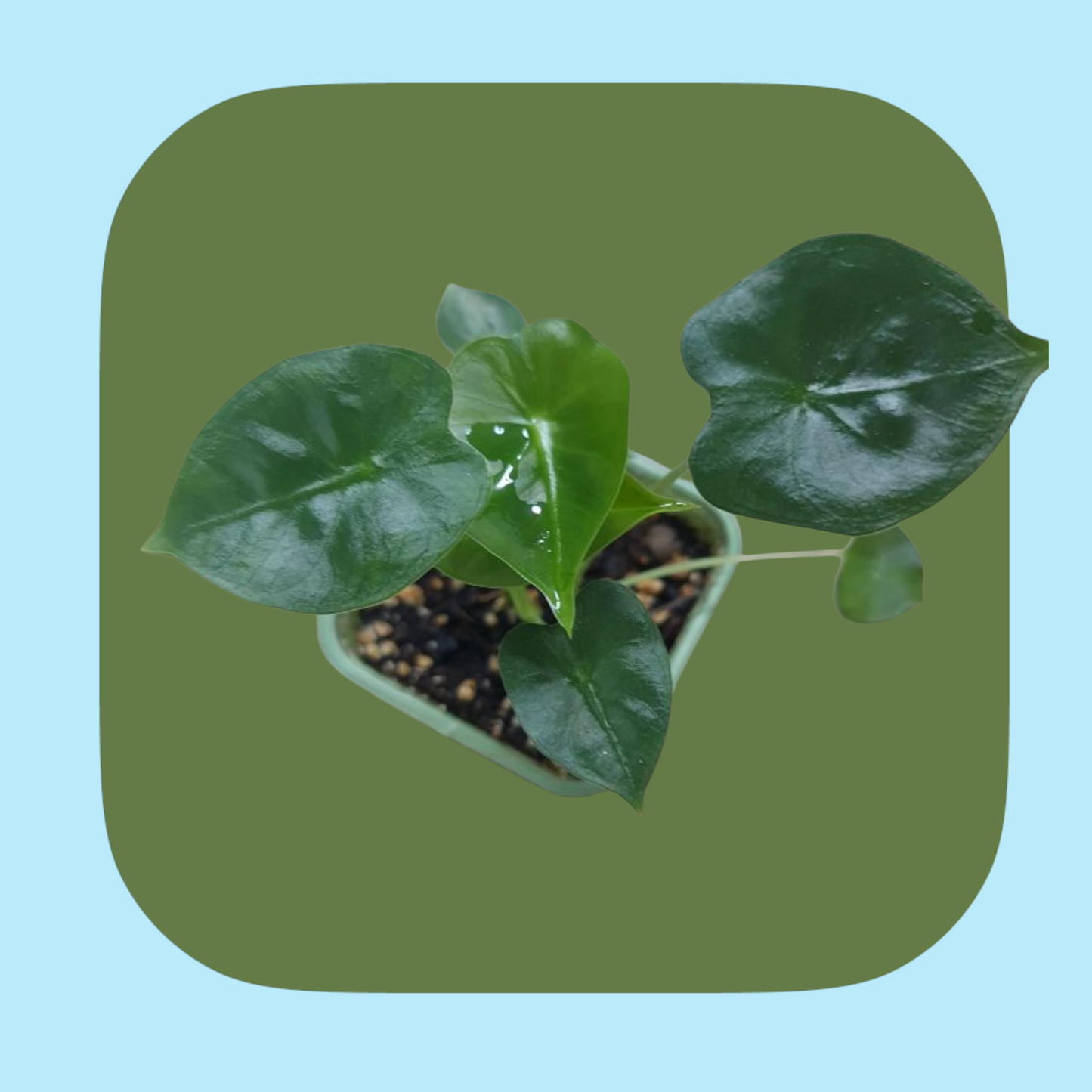 Alocasia Frydek (tissue cultured) i vas
