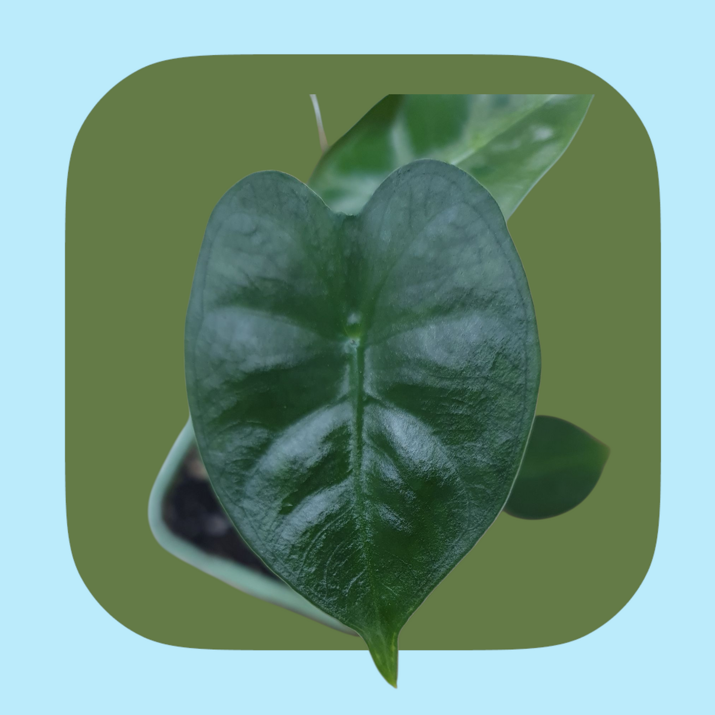 Alocasia Frydek (tissue cultured) i vas