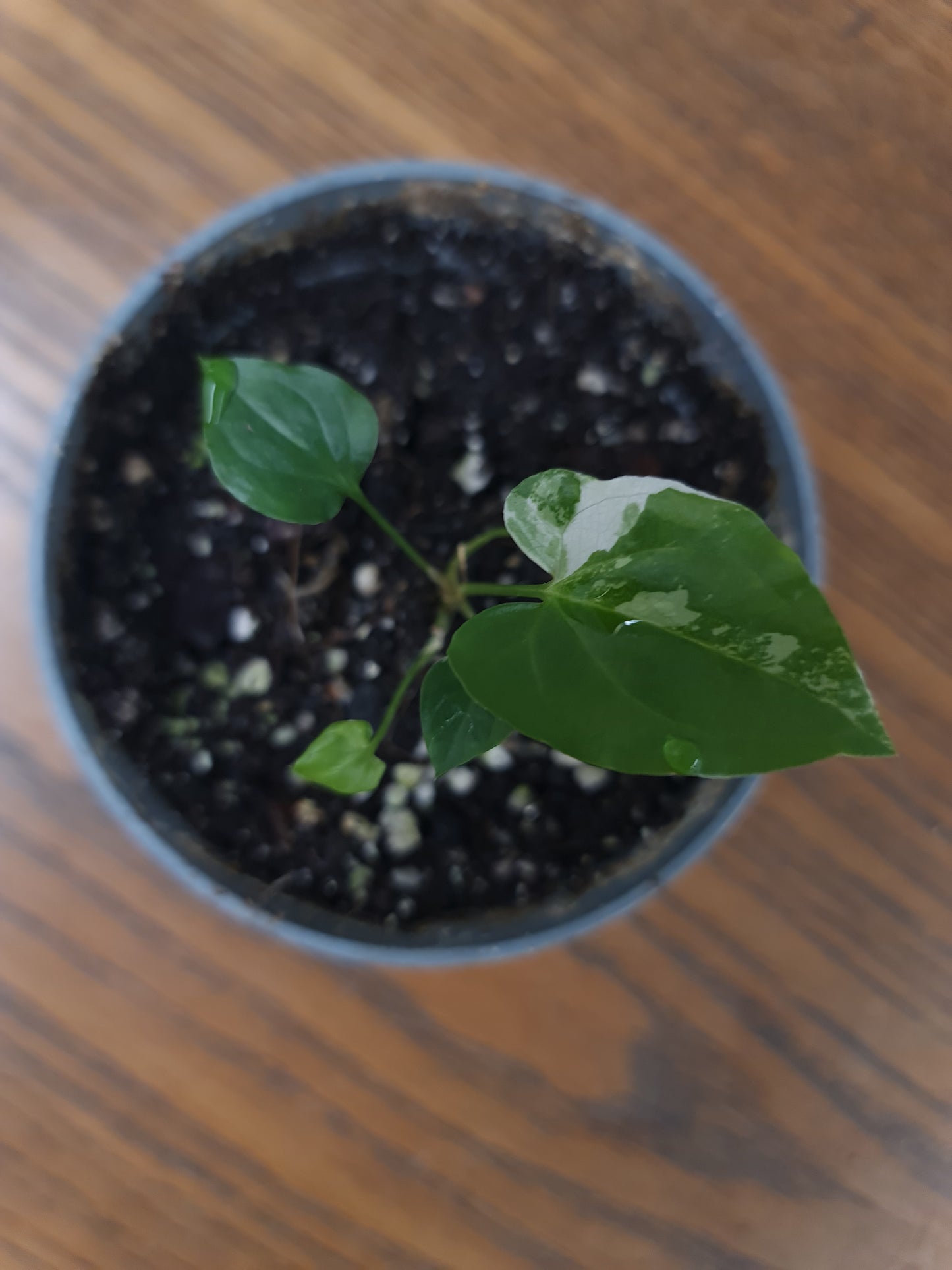 Syngonium Podophyllum Albo i vas