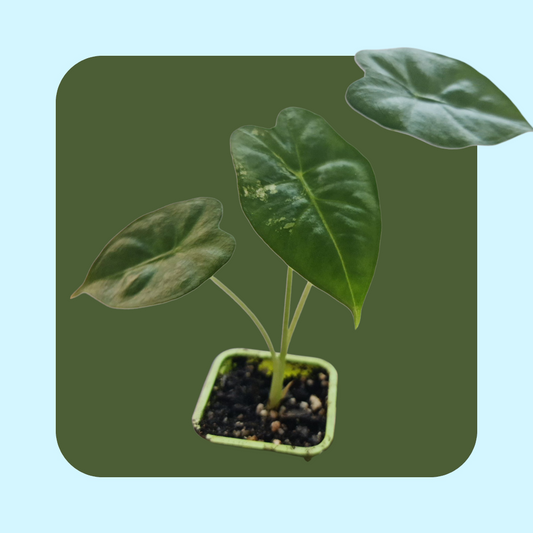 Alocasia Frydek Variegata (tissue cultured) i vas