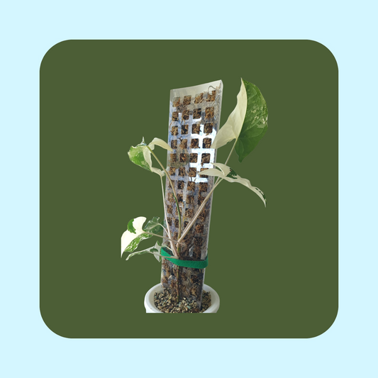 D-Formad Stapelbar Mosstock (60cm) - Transparent Front för Monstera, Philodendron & Hoyas
