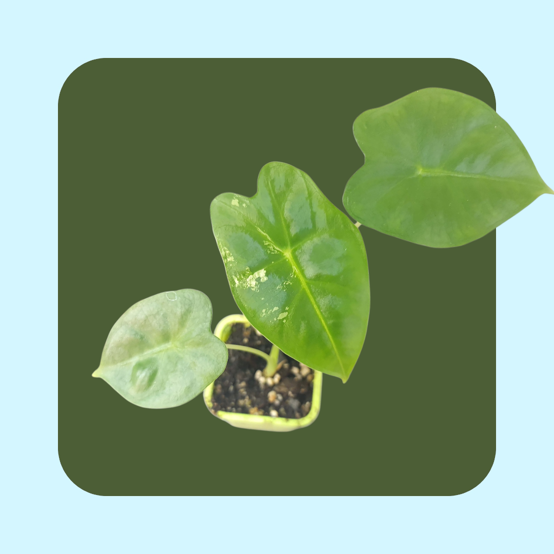 Alocasia Frydek Variegata (tissue cultured) i vas